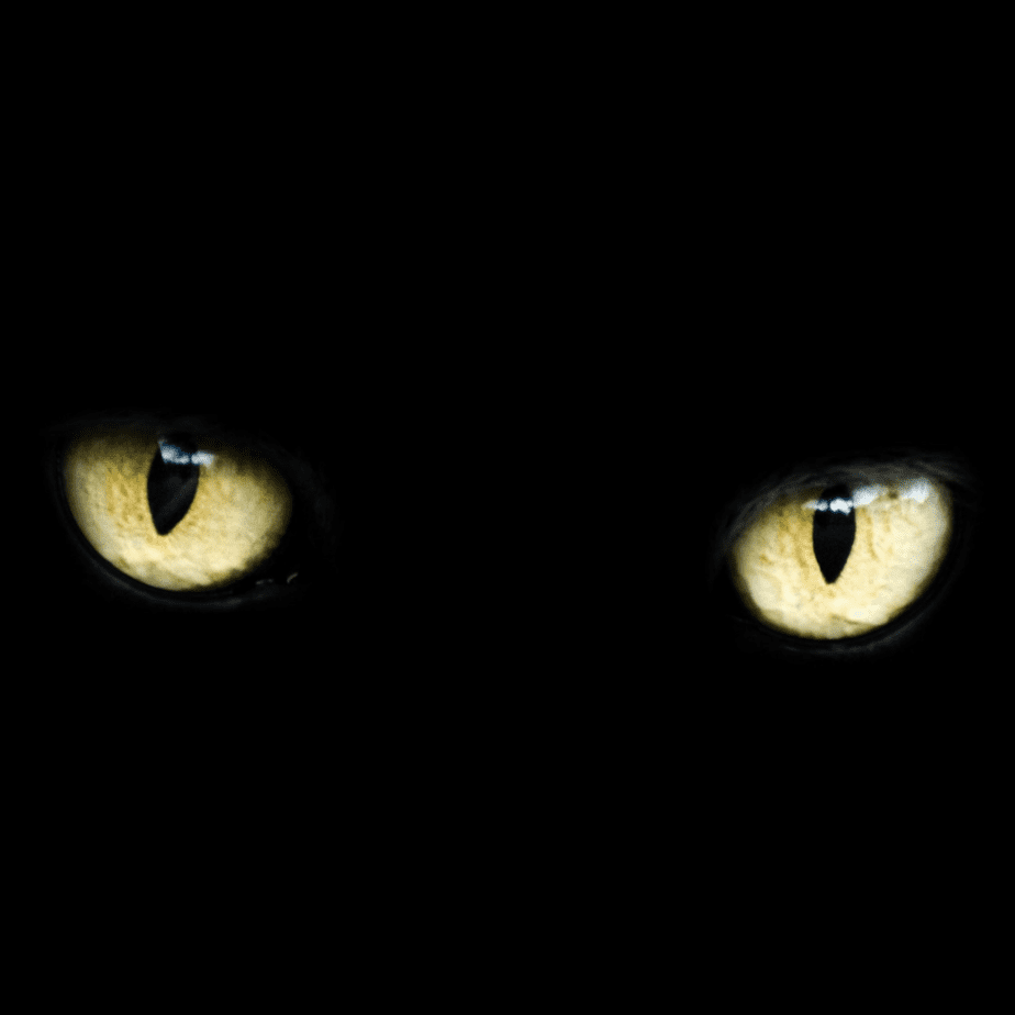 cat eyes on a black background